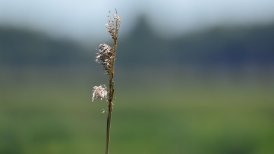 2022-06-11 crezeepolder 243
